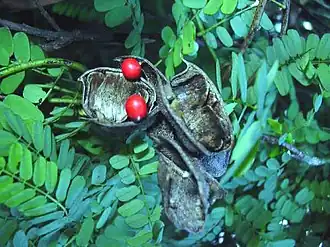 Чёточник молитвенный