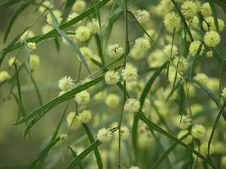 Цветущая акация A. stictophylla в горах Данденонг (Австралия)