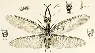 Acanthacorydalis asiatica