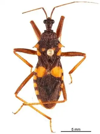 Взрослая особь