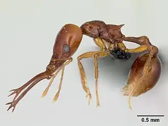 Acanthognathus