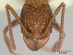 Acanthomyrmex basispinosus, рабочий