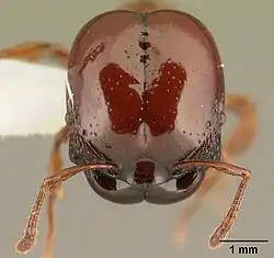 Acanthomyrmex concavus, солдат