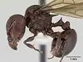 Acanthomyrmex ferox, самка