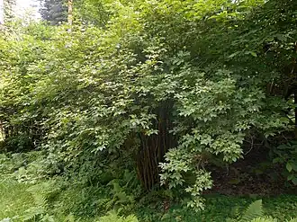 Eleutherococcus senticosus