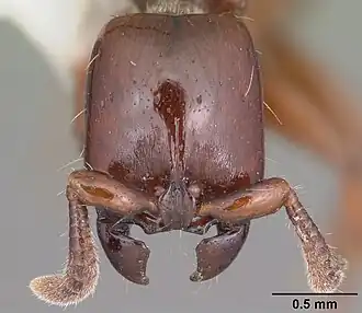 Acanthostichus kirbyi