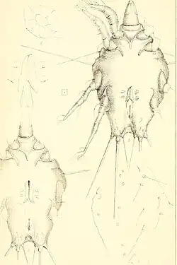 Coleopterophagus megnini