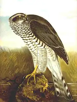 Ястреб-тетеревятник (Accipiter gentilis). Гравюра И.Ф. Наумана