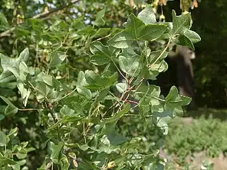 Клён трёхлопастный