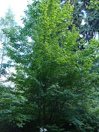 Общий вид растения, произрастающего в дендрарии Университета Хельсинки