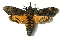 Мёртвая голова (бабочка)26 февраля 2011