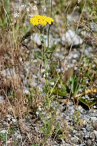 Achillea arabica