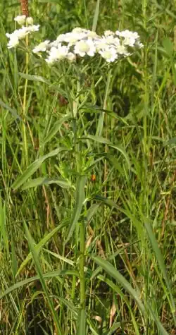 Общий вид цветущего растения. Германия