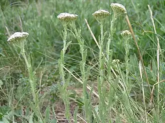 Achillea setacea