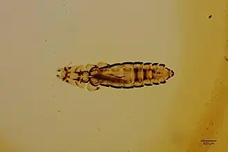 Acidoproctus kelloggi