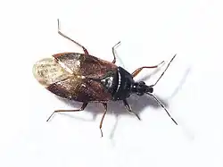 Acompocoris alpinus