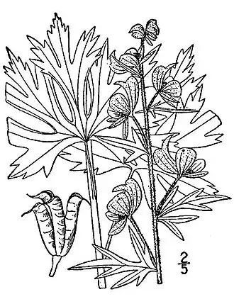 Ботаническая иллюстрация