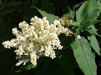 Таран растопыренный, соцветие