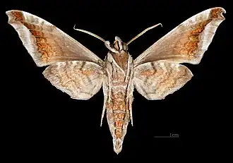 Самец Acosmeryx naga hissarica ♂ △