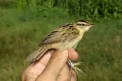 Acrocephalus paludicola 2 by-dpc