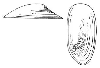 Озёрная чашечка (Acroloxus lacustris)