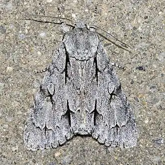 Acronicta psi