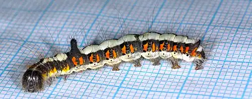 Взрослая личинка в августе