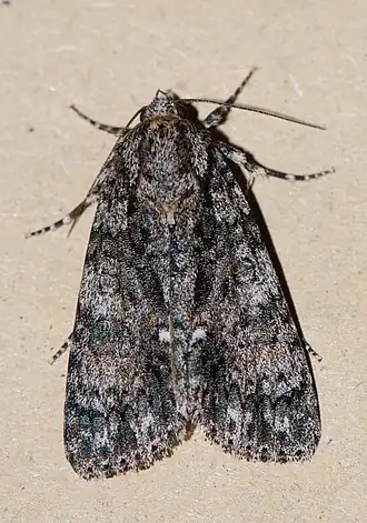 Щавелевая совка