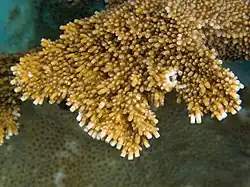 Acropora palmata