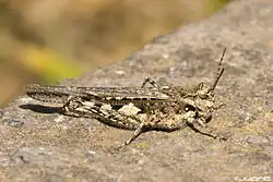 Особь неопределенного пола