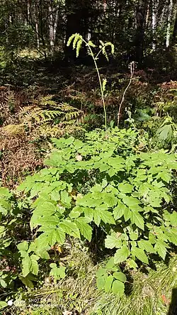 Клопогон вонючий (Actáea cimicifúga)