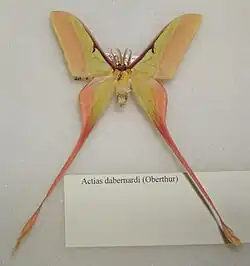 Actias dubernardi самец