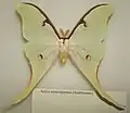 Actias truncatipennis самец