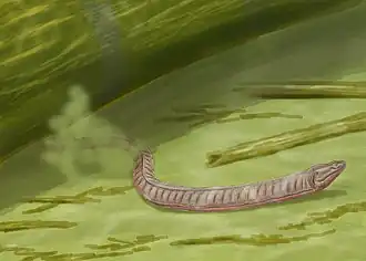 Adelospondylus watsoni