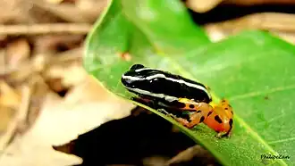 Элегантный древолаз