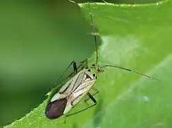 Adelphocoris quadripunctatus