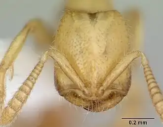 Голова рабочего муравья Adetomyrma venatrix