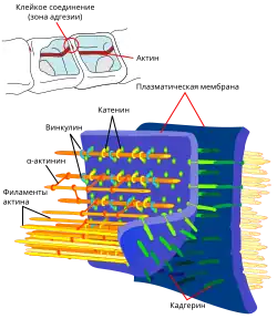 Адгезионный контакт