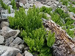 Папоротник на серпентинитовой породе