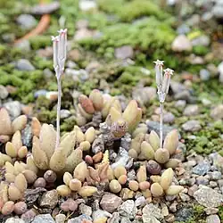 Adromischus marianiae