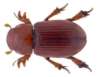 Rhysothorax rufus