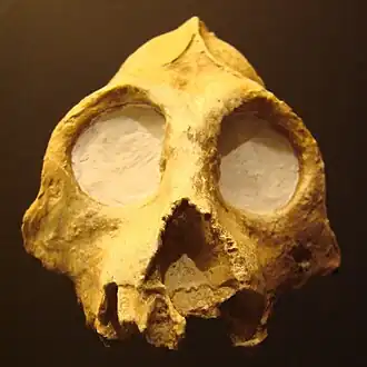 Череп Aegyptopithecus