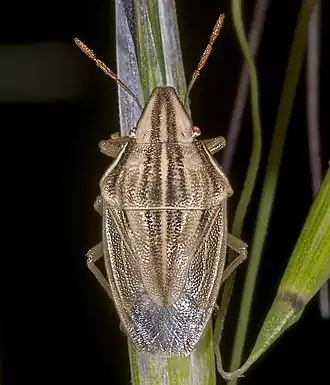 Aelia acuminata