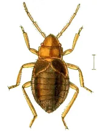 Aepophilus bonnairei (шкала — 0,5 мм)