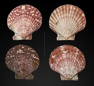 Aequipecten opercularis Méditerranée