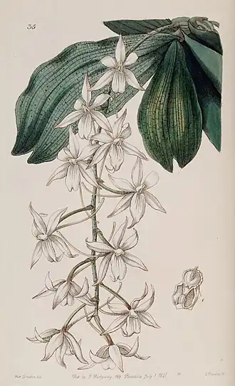 Aerangis biloba