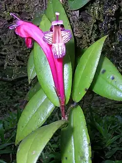 Aeschynanthus perrottetii