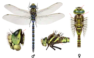 Слева самец, справа самка