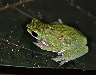 Лазающая жаба