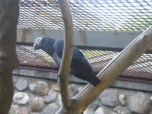 Бурохвостый жако в Московском зоопарке